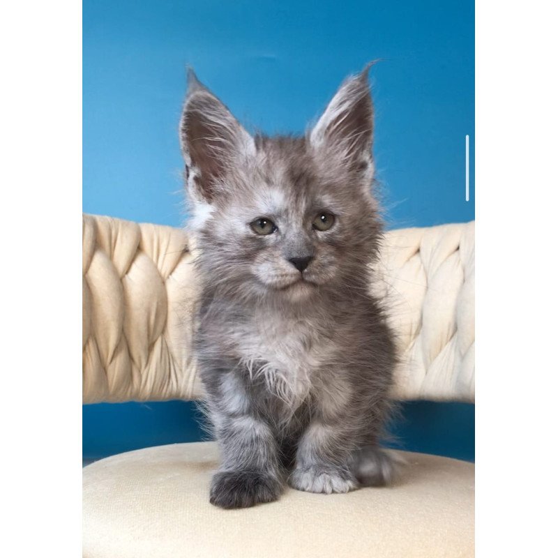 Maine Coon EZ Yaron