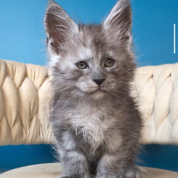 Maine Coon EZ Yaron