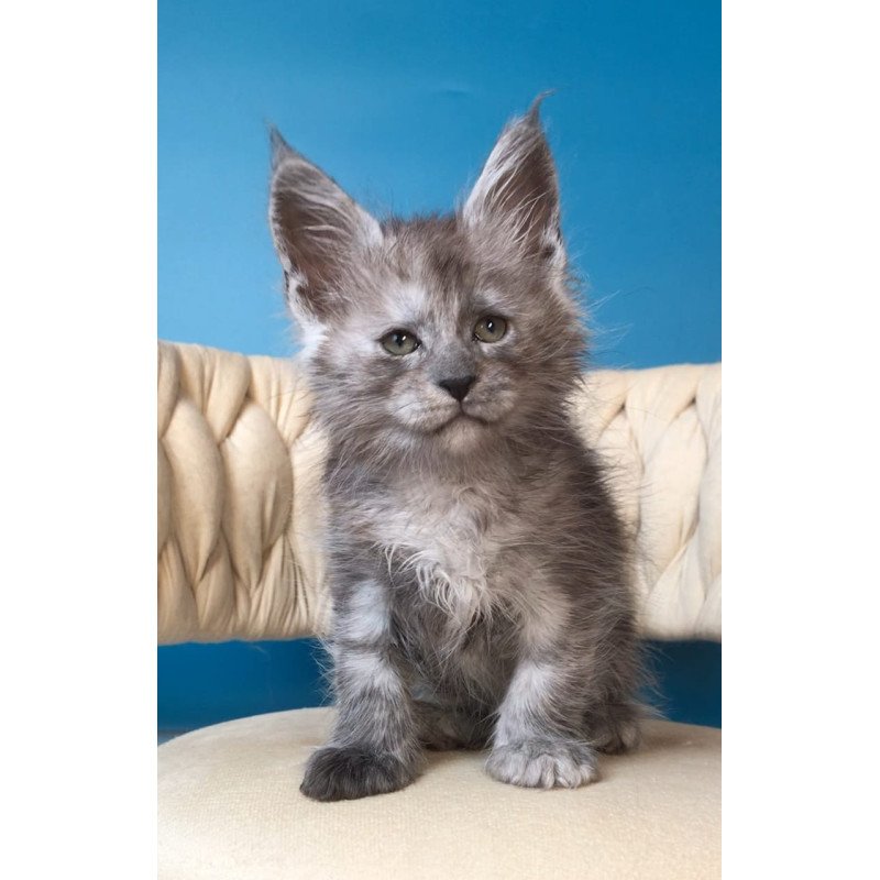 Maine Coon EZ Yaron