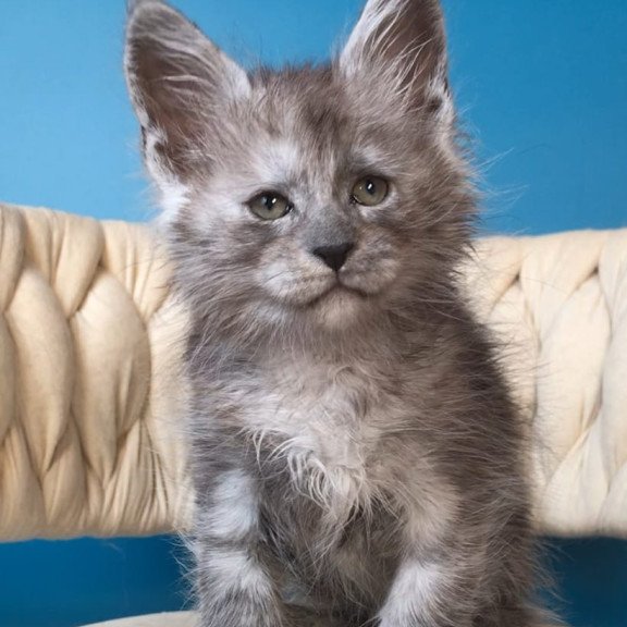 Maine Coon EZ Yaron