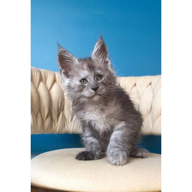 Maine Coon EZ Yaron