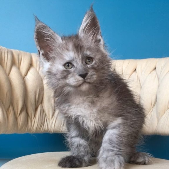 Maine Coon EZ Yaron