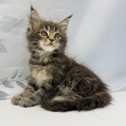 Maine Coon EZ Bazan