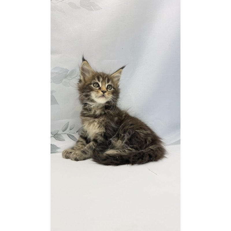 Maine Coon EZ Bazan