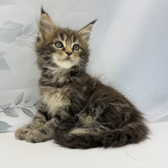 Maine Coon EZ Bazan