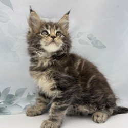 Maine Coon EZ Bazan