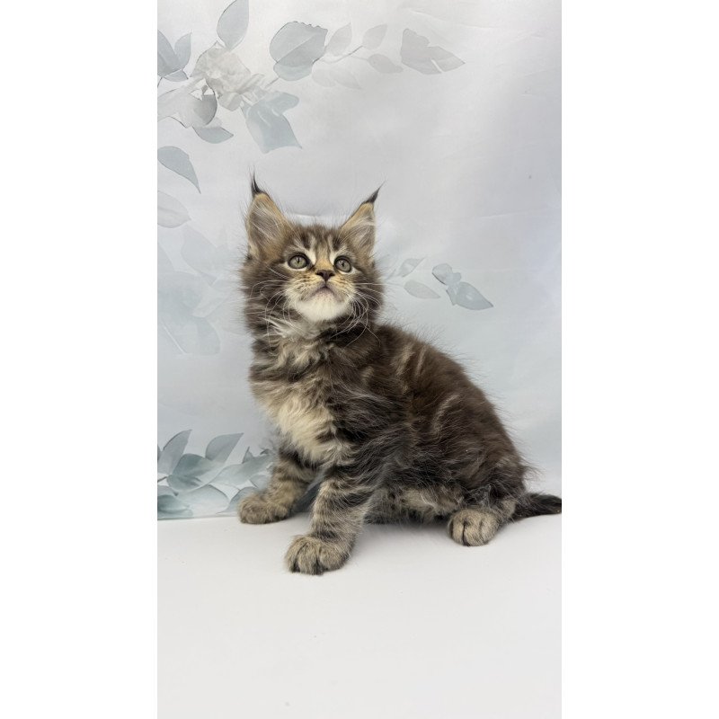 Maine Coon EZ Bazan