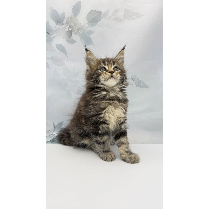 Maine Coon EZ Bazan