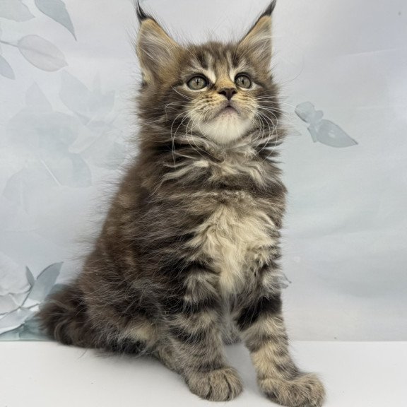 Maine Coon EZ Bazan