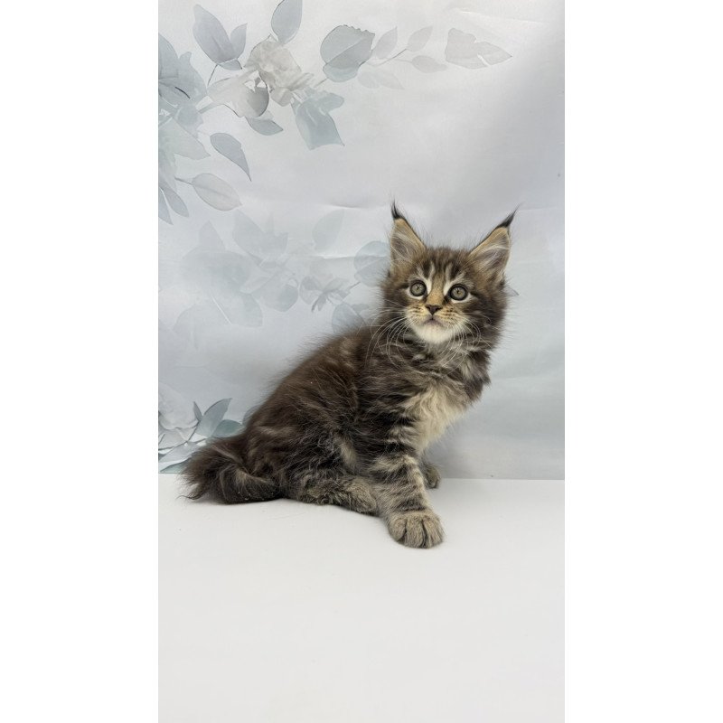 Maine Coon EZ Bazan