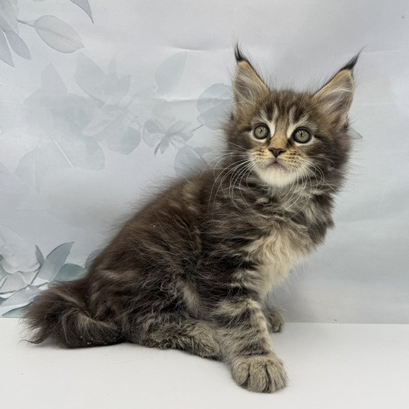 Maine Coon EZ Bazan