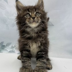 Maine Coon EZ Boris Polydactyl
