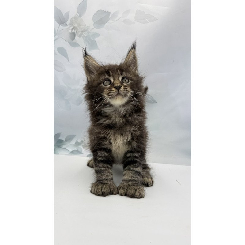 Maine Coon EZ Boris Polydactyl