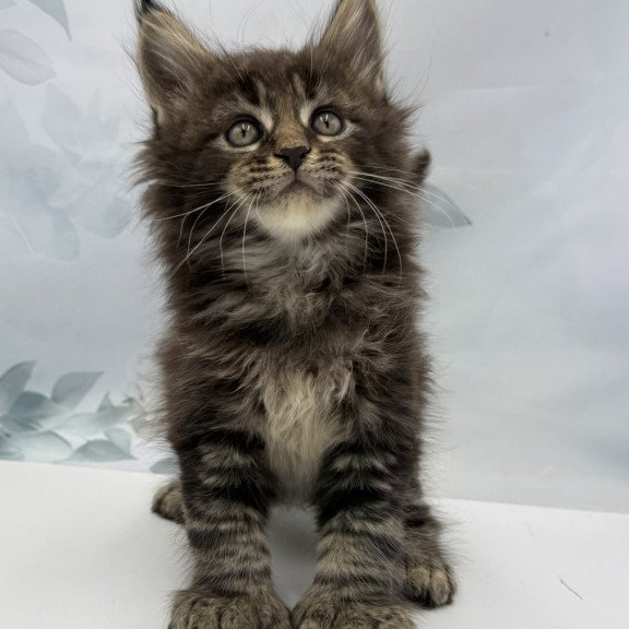 Maine Coon EZ Boris Polydactyl