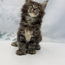 Maine Coon EZ Boris Polydactyl