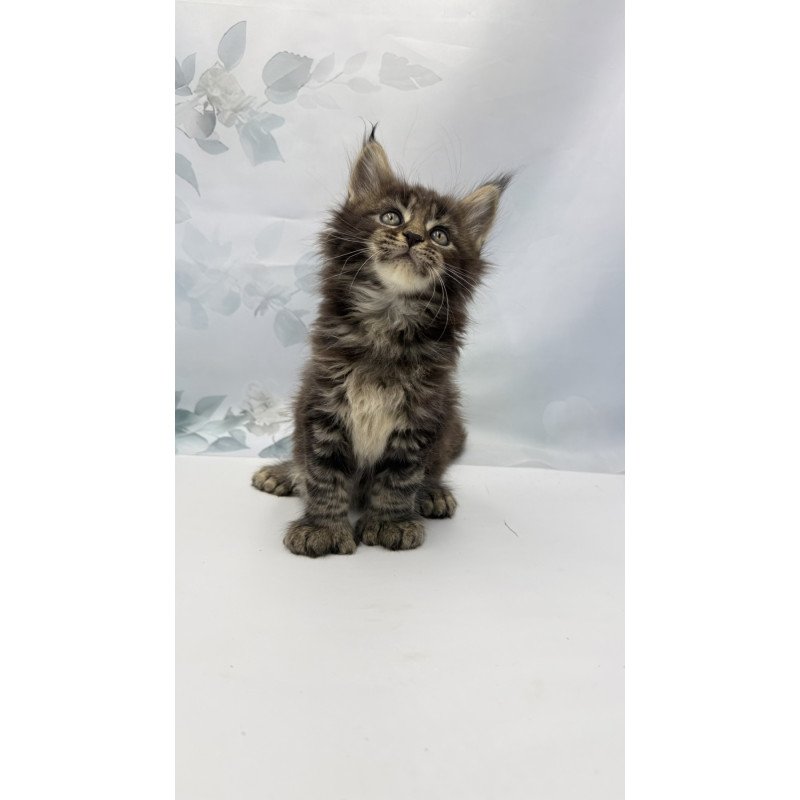 Maine Coon EZ Boris Polydactyl