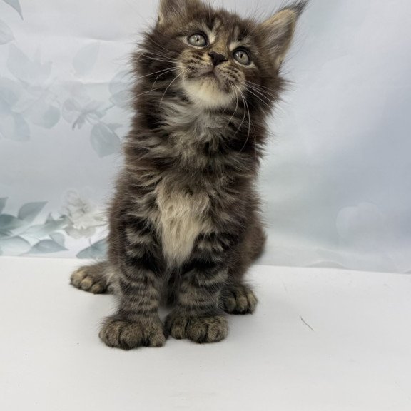 Maine Coon EZ Boris Polydactyl