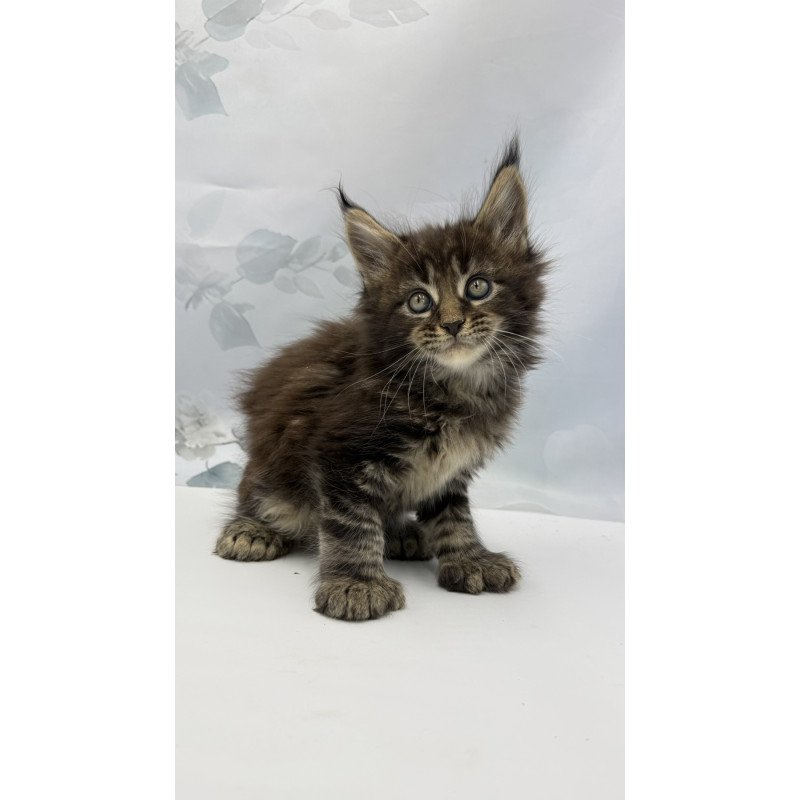 Maine Coon EZ Boris Polydactyl