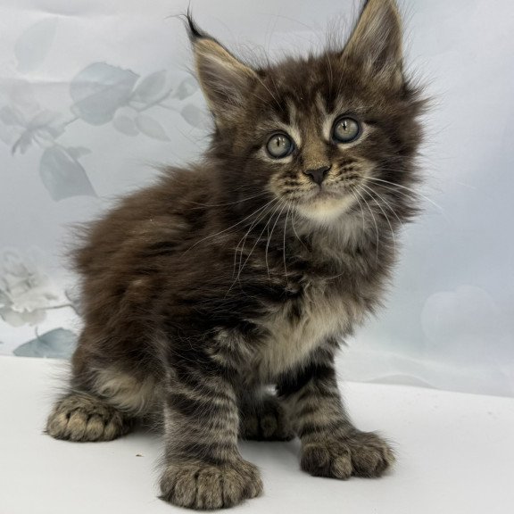 Maine Coon EZ Boris Polydactyl