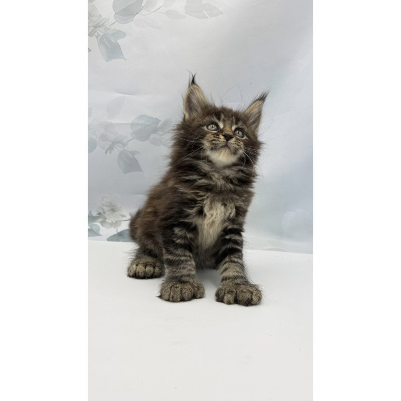 Maine Coon EZ Boris Polydactyl