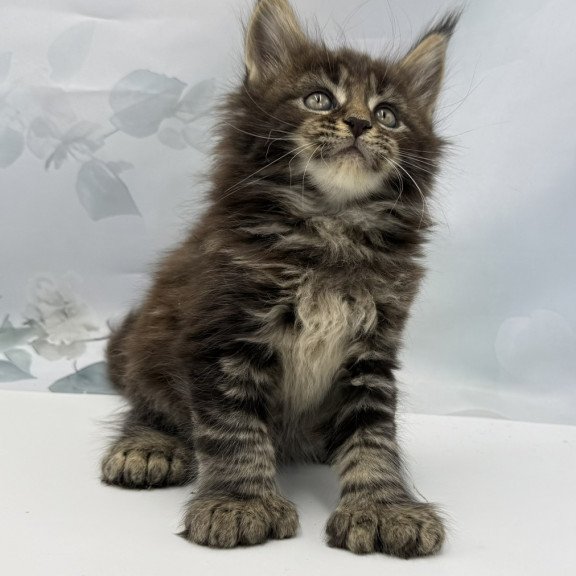 Maine Coon EZ Boris Polydactyl