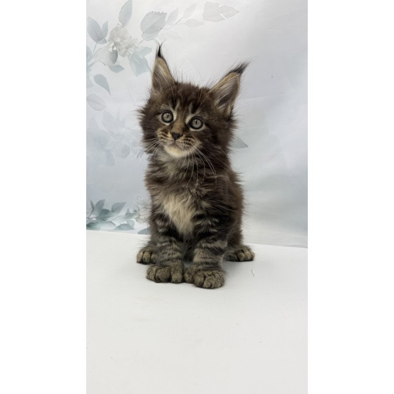 Maine Coon EZ Boris Polydactyl