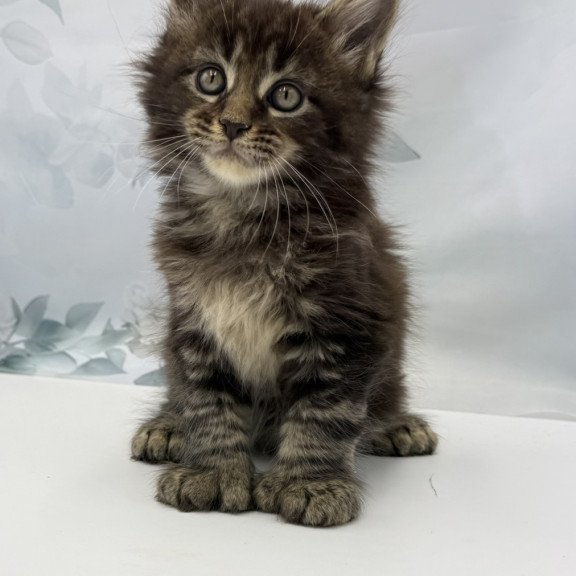 Maine Coon EZ Boris Polydactyl