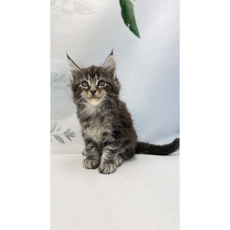 Maine Coon EZ Babls