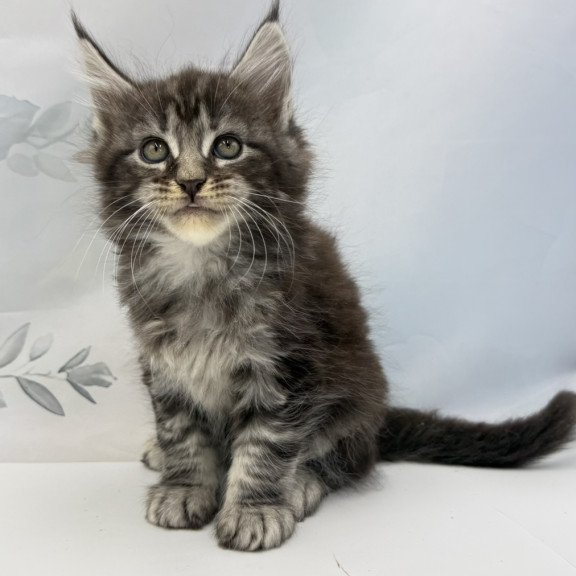 Maine Coon EZ Babls