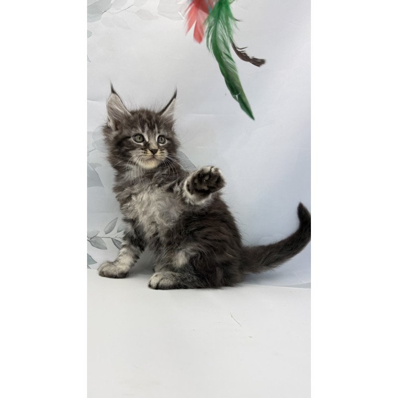 Maine Coon EZ Babls