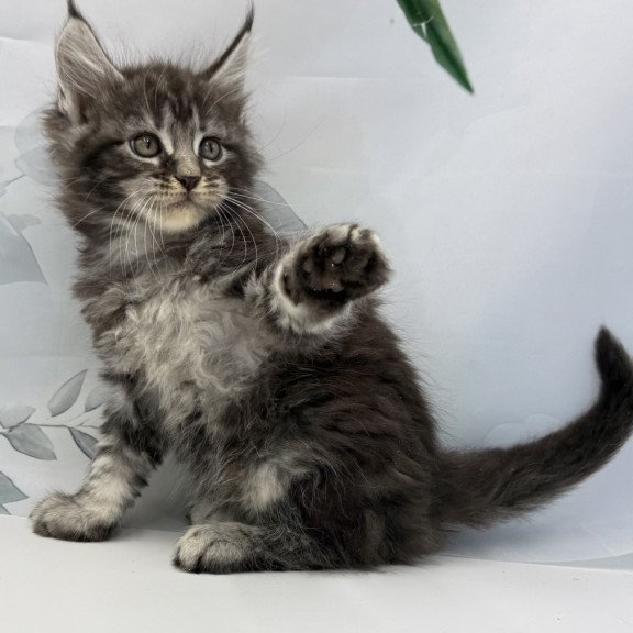 Maine Coon EZ Babls