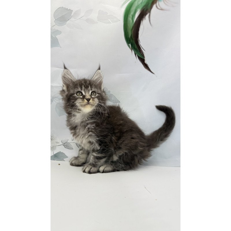Maine Coon EZ Babls