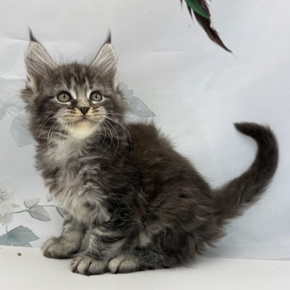 Maine Coon EZ Babls