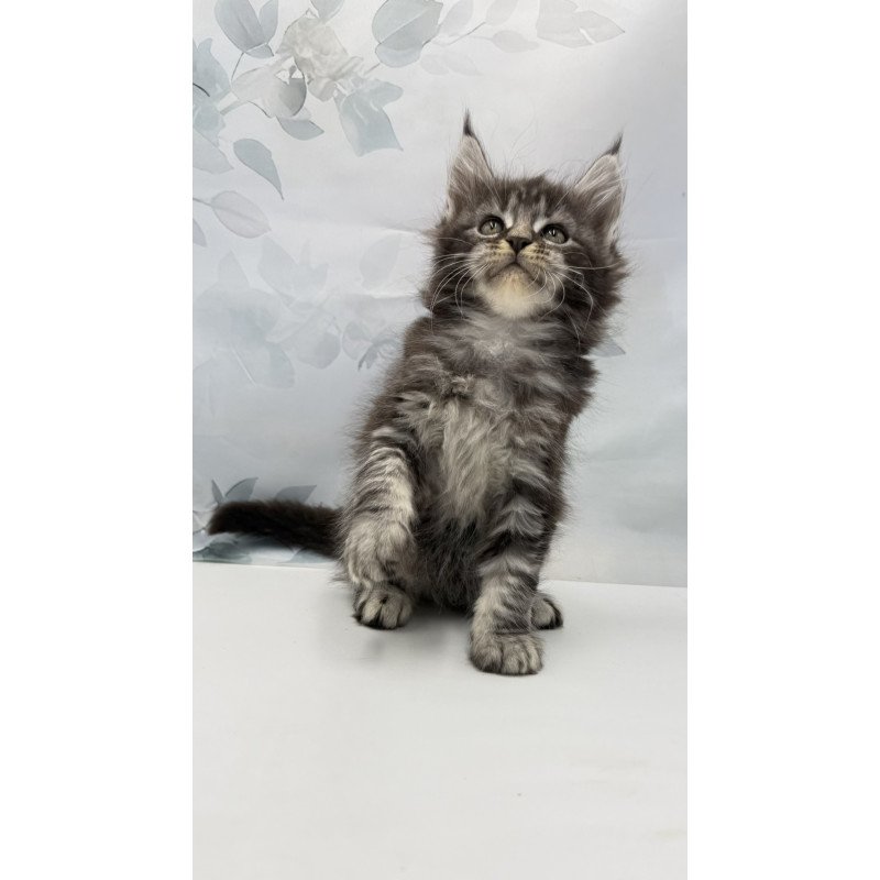 Maine Coon EZ Babls