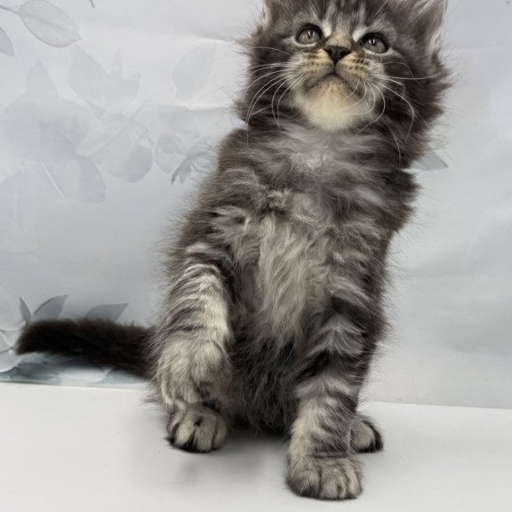 Maine Coon EZ Babls