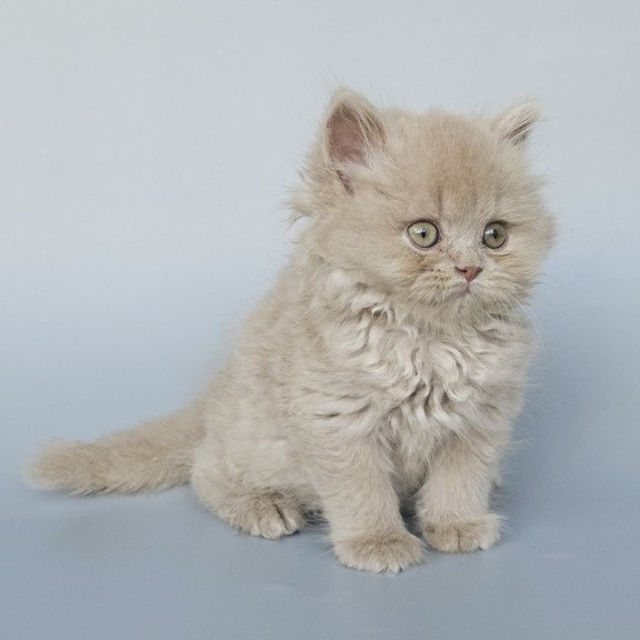 British EZ Angel