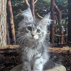 Maine Coon EZ Ursalina