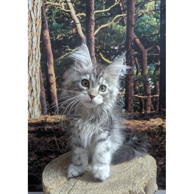 Maine Coon EZ Ursalina