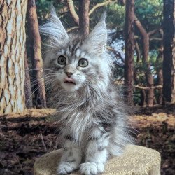 Maine Coon EZ Ursalina