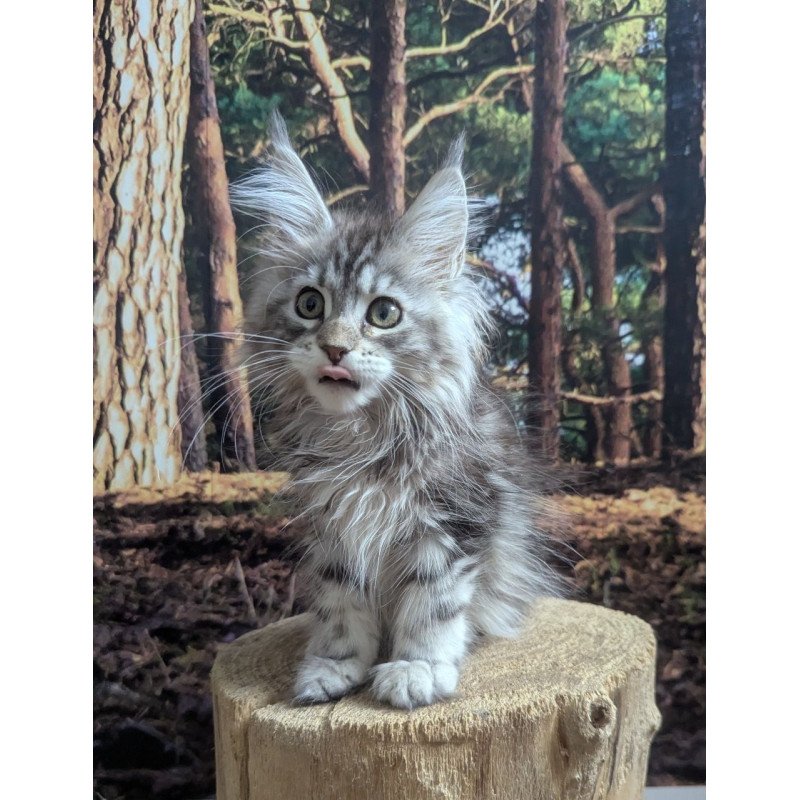 Maine Coon EZ Ursalina