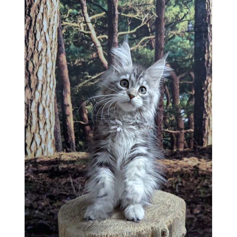 Maine Coon EZ Ursalina