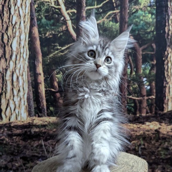 Maine Coon EZ Ursalina