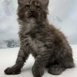 Maine Coon EZ Archibald...