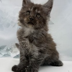 Maine Coon EZ Archibald...