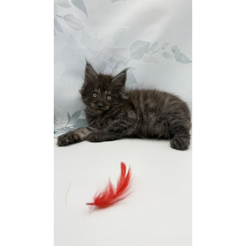 Maine Coon EZ Amadest