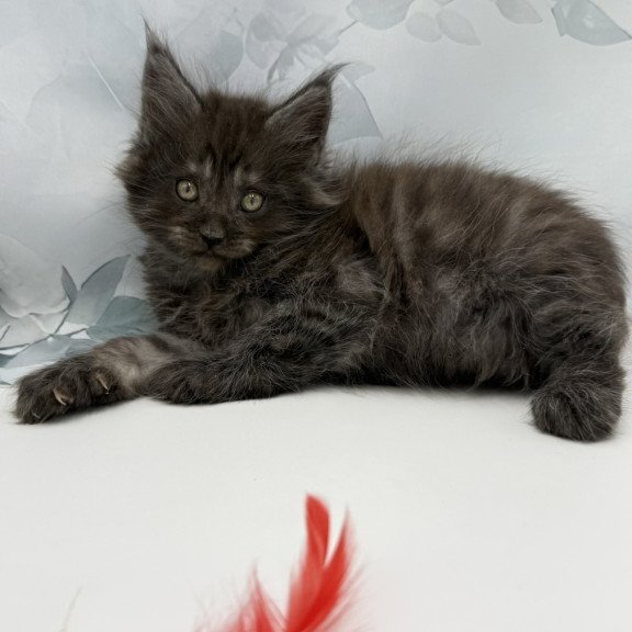 Maine Coon EZ Amadest