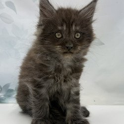 Maine Coon EZ Amadest