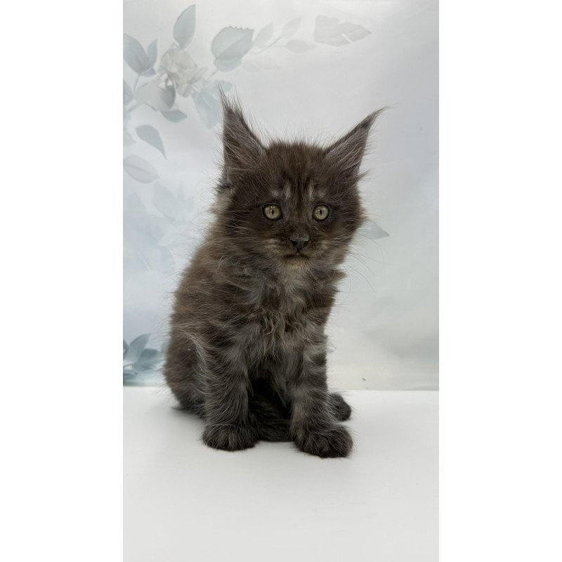 Maine Coon EZ Amadest