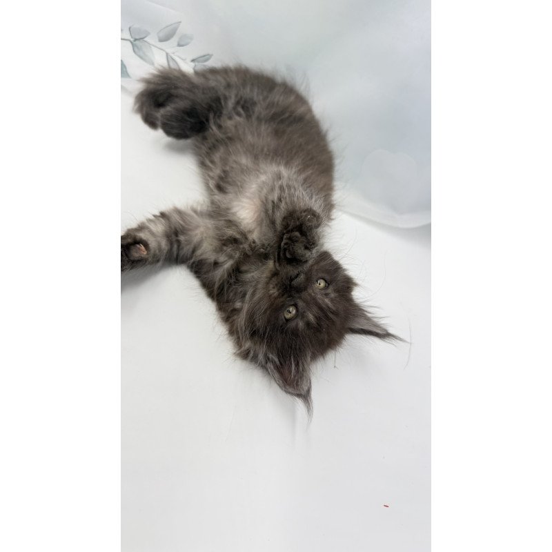 Maine Coon EZ Amadest