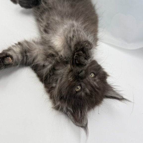 Maine Coon EZ Amadest
